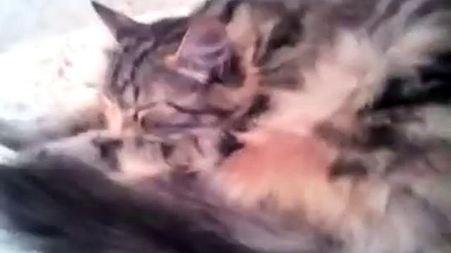 Характеристики всех моих животных смотреть онлайн