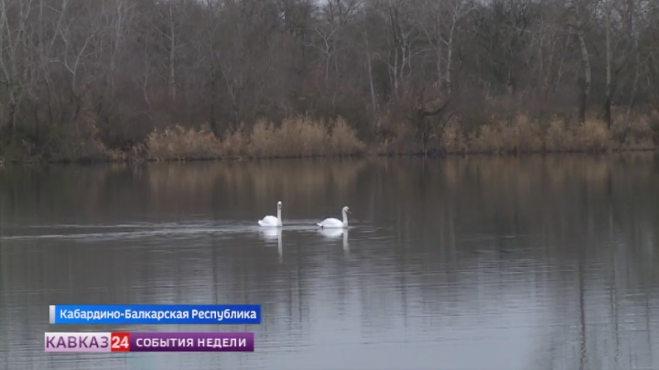 Пара белых лебедей стала украшением одного из озер в Кабардино-Балкарии