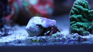 Рак отшельник