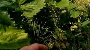 Клубника, сорт"Царица", средняя.