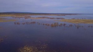 Забайкальский край. Озеро Тасей. Чомги