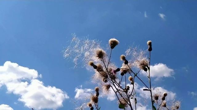 Розовый осот и Золотарник канадский. Звуки природы. смотреть онлайн