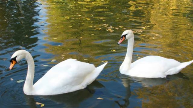Д. Ласт Одинокий пастух