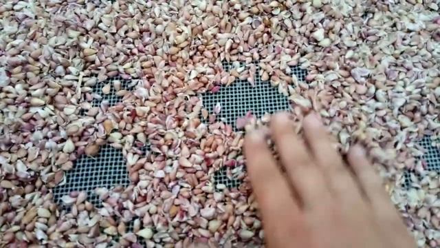 2018.08.03. Воздушка чеснока сорта Любаша. Как сушу, храню и перерабатываю. смотреть онлайн