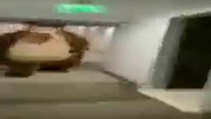 МЕДВЕДЬ БЕЖИТ ЗА ЧЕЛОВЕКОМ (ШАБЛОН ДЛЯ МЕМОВ) #мем #прикол