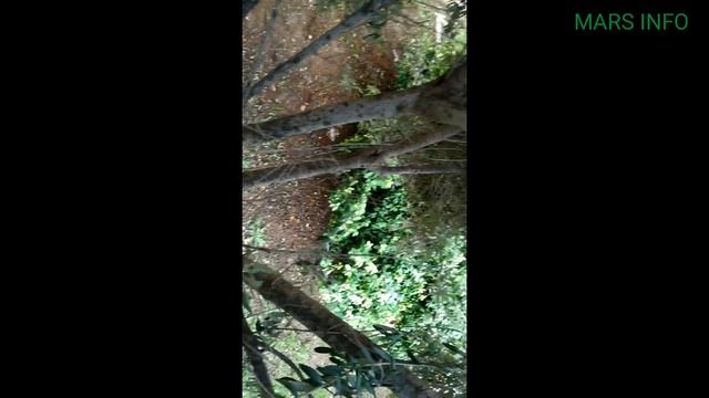 Собираю оливки в Валенсии Испания буду мариновать :) смотреть онлайн