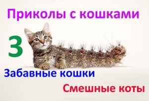 Приколы с кошками / Забавные кошки / Смешные коты #3