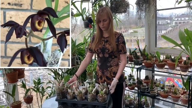 Клещ на Орхидее смотреть онлайн