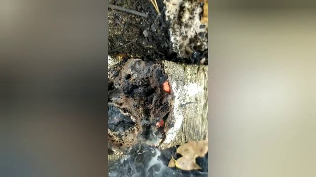 ГЛИЦЕРИН +МАРГАНЦОВКА И СЕЛИТРА смотреть онлайн