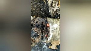 ГЛИЦЕРИН +МАРГАНЦОВКА И СЕЛИТРА