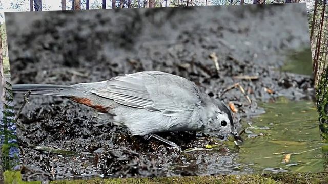 Звуки природы в лесу у реки для расслабления и отдыха