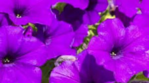 Beautiful Petunia flowers created by GOD🌸🌼💐