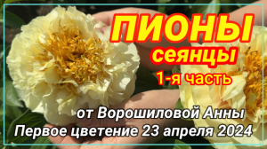 Цветение сеянцев пионов Ворошиловой А.Б. в 2024 году. Часть 1/ Сад Ворошиловой