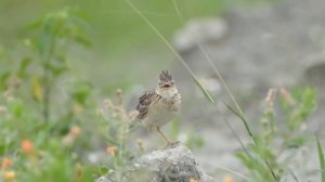 Интересные факты про птицу жаворонок. Факты про птиц