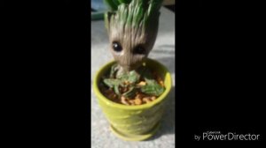 Groot Succulent Pot | Shooting Star Succulent