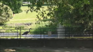 удивительная птица на пруду