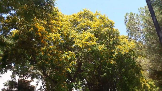 color de humor amarillo | цвет настроения желтый смотреть онлайн