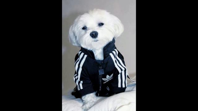 Brantley Blunt  Музыка Качает смотреть онлайн