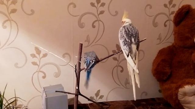 Волнистый попугай и корелла. Первый день знакомства))