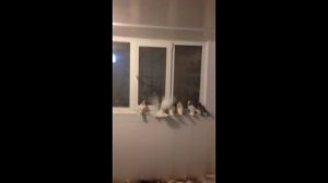 Бойные голуби в Казахстане / Тасманы / Сиреневые / Агараны ( Женя Б .  Казахстан )