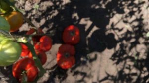 Легендарный томат МЕДВЕЖЬЯ ЛАПА