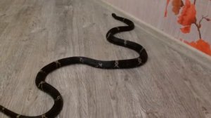 Амурский полоз