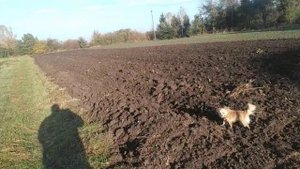 культивируем почву тяжёлым мотоблоком ЗУБР после вспашки