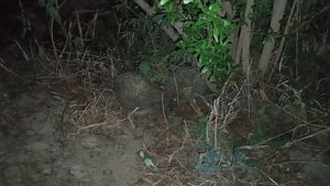 Еж самец и самка ♂♀