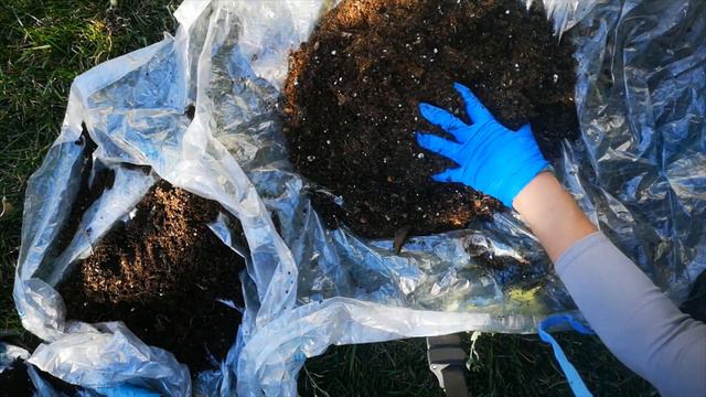 富贵竹用土养，这样换盆长得更绿更壮-Tips for changing pot soil for lucky bamboos смотреть онлайн
