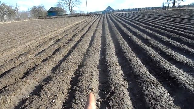 Лук репчатый озимый в гребнях!!! ВСХОДЫ, ПЛАНЫ!!! смотреть онлайн