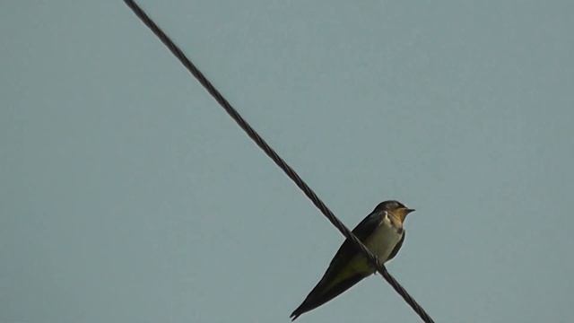 ДЕРЕВЕНСКИЕ ЛАСТОЧКИ(Hirundo rustica) ПОСЕЩАЮТ ДАЧНЫЙ МАССИВ смотреть онлайн