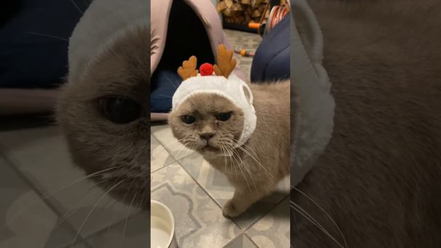 Merry Christmas!😸❤️