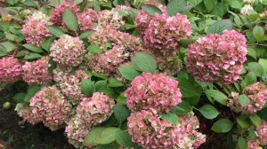 Супер бизнес гортензии