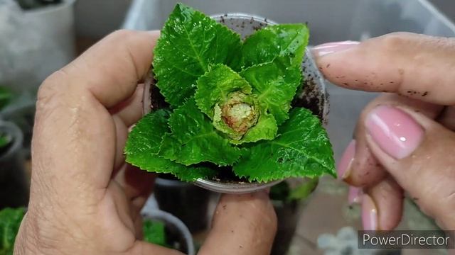 Укореняю гортензии метельчатые и крупнолистовую смотреть онлайн