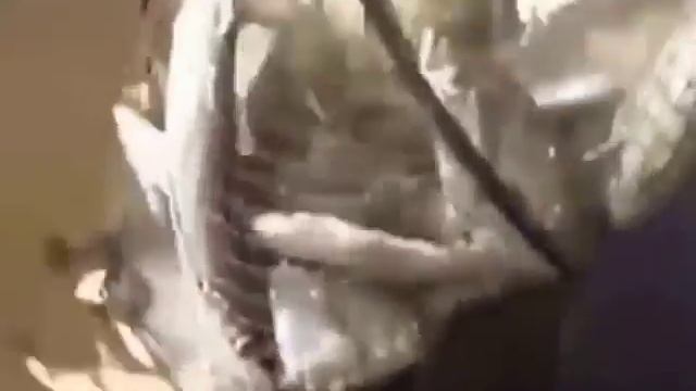 ЮМОР СМЕХ РЖАКА НА РЫБАЛКЕ 2017 НЕУДАЧНЫЕ МОМЕНТЫ ВИДЕО ПРИКОЛЫ 2017 РЫБАЛКА ПЬЯНЫЕ Фейлы рыбаков
