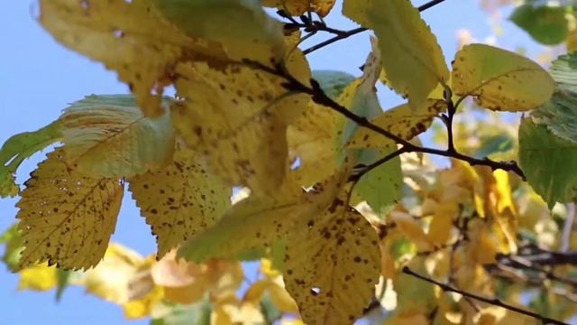 Тест камеры canon m50 смотреть онлайн