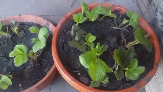 Клубника фриго. Не делайте ошибок! Что нужно сделать, перед тем, как высадить на грядку. смотреть онлайн