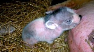 новорожденный поросенок пьет молоко у свиньи