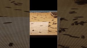 черная львинка предкуколка