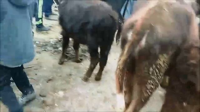 Молбозор пайшанбе