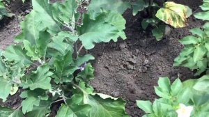 Про мой огород и не только.Увядают листья на баклажанах. Фузариоз баклажанов.