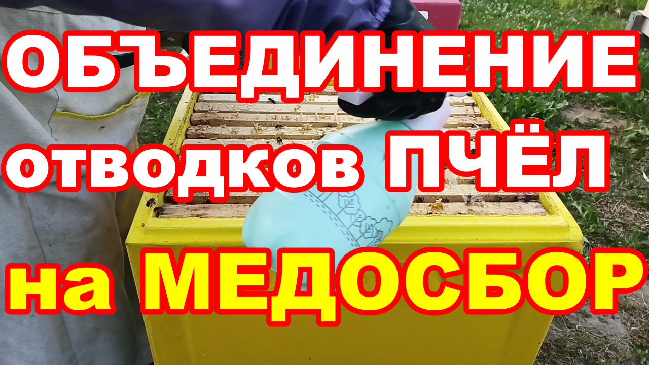 ОБЪЕДИНЕНИЕ отводков ПЧЁЛ на МЕДОСБОР ! Объединение семей пчёл на медосбор !