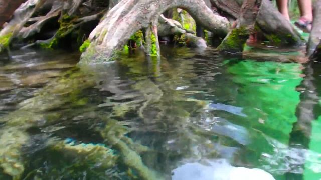 ? СТРАШНО ДИКАЯ КРАСОТА ? Источник молодости Флорида смотреть онлайн