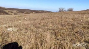 Сбор грибов в Крыму. грибы. Синеножки. Маслята. Грибы 2021.