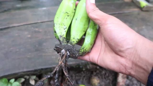 How to grow banana tree 100% success смотреть онлайн