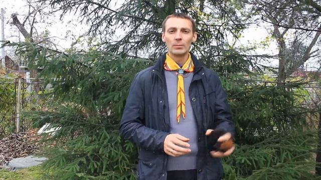 Березовый гриб чага