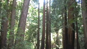 Кавер:  Лава - Домашнее Видео