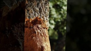 Как зимуют деревья? Детям про деревья.