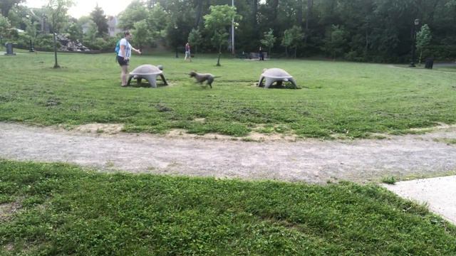 Scranton Dog Trainers ||| OLK9 Scranton ||| 7 Month Old Weimaraner Mix, Finnegan смотреть онлайн