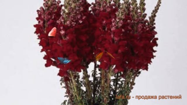 Львиный зев обыкновенный Кримсон (crimson) ? обзор: как сажать, семена львиного зева Кримсон